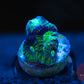 Metallic Green Favia - Royal Reef