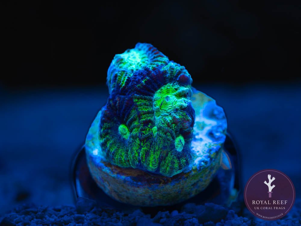 Metallic Green Favia - Royal Reef