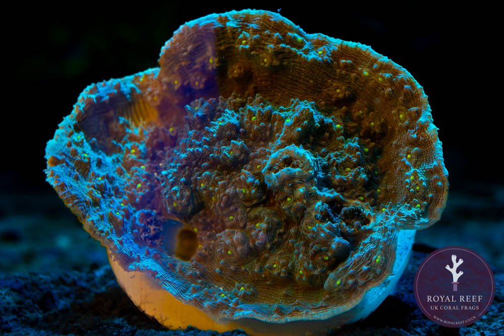 Mint Green Chalice (Common) - Royal Reef