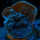 Mint Green Chalice (Common) - Royal Reef