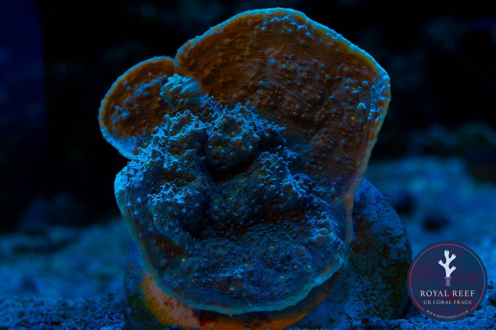 Mint Green Chalice (Common) - Royal Reef