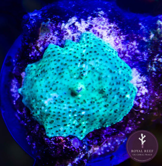 Mint Green Discosoma (Single Leaf) - Royal Reef