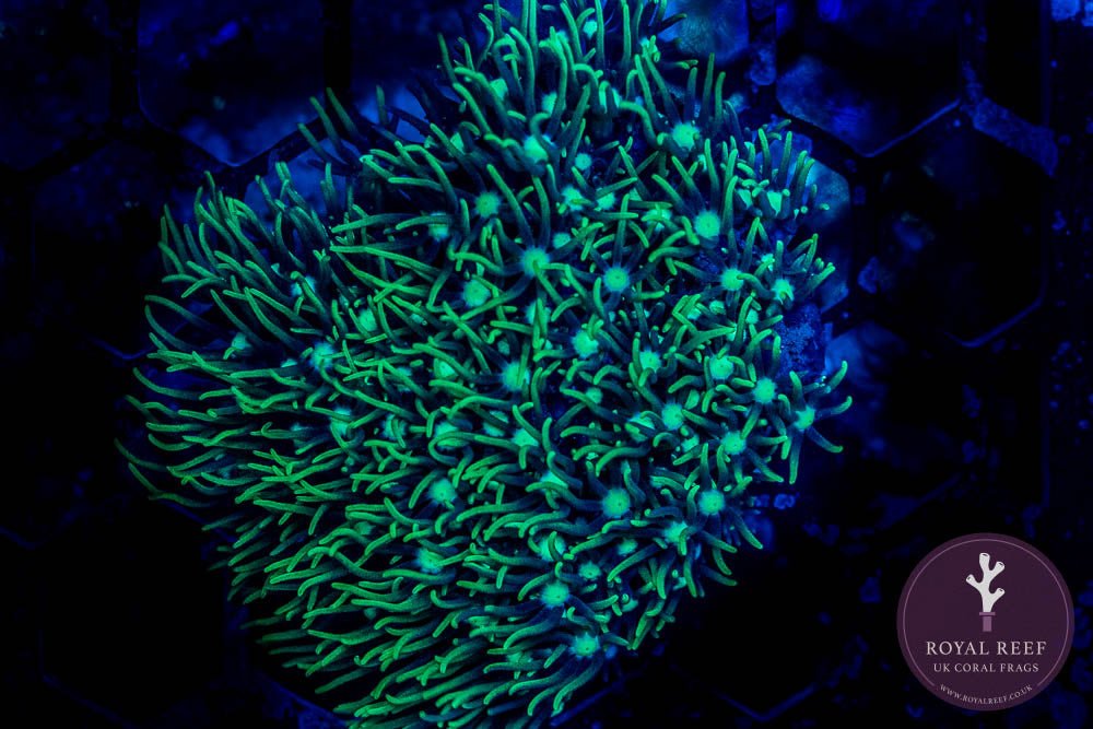 Mint Green Star Polyp - Royal Reef