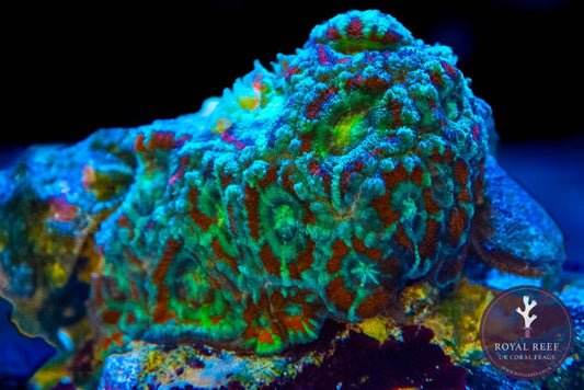 Mint Green/Red Acan - Royal Reef