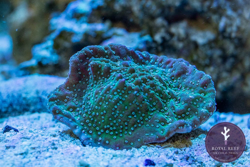 MISC Green/Purple Palawensis Montipora - Royal Reef