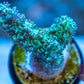 MISC Mint Branching LPS Coral - Royal Reef