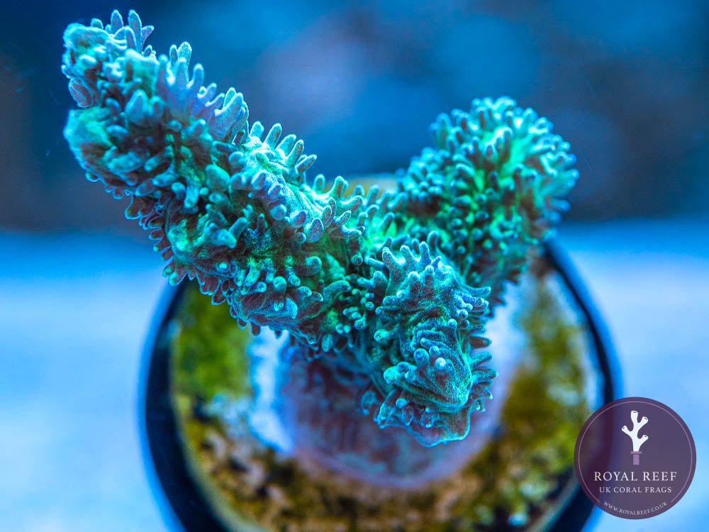 MISC Mint Branching LPS Coral - Royal Reef