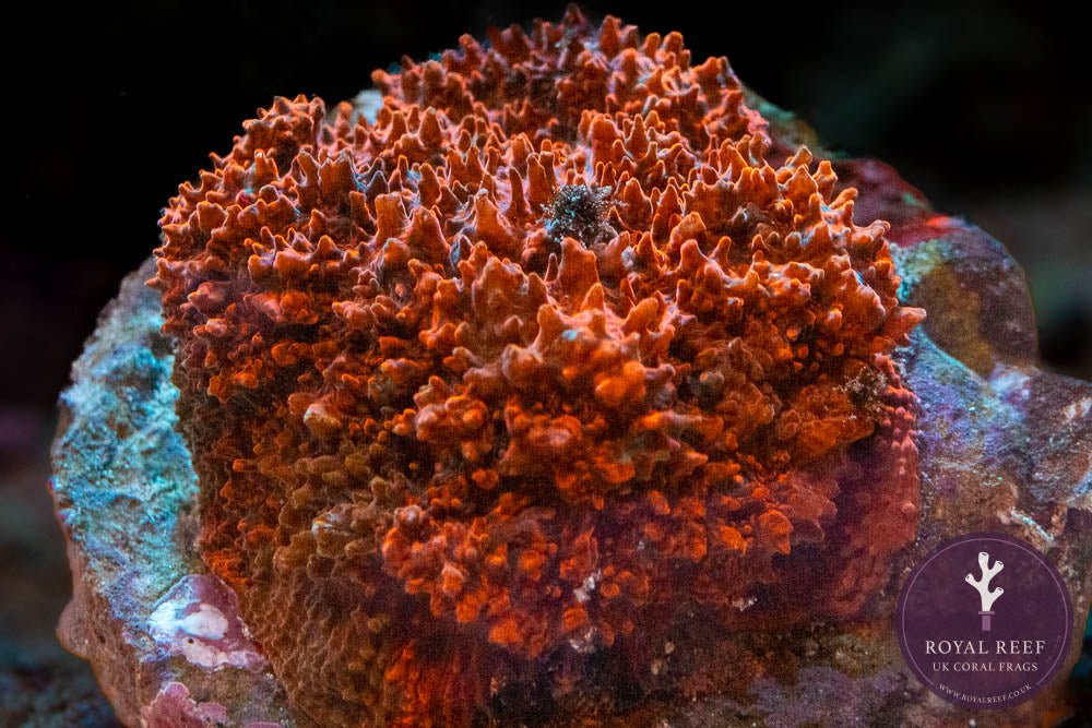 MISC Red Chalice WYSIWYG - Royal Reef