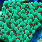 Grinch Montipora
