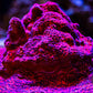 Mystic Sunset Encrusting Montipora - Royal Reef
