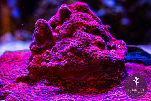 Mystic Sunset Encrusting Montipora - Royal Reef