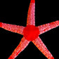 Red Necklace Starfish (INVERT)