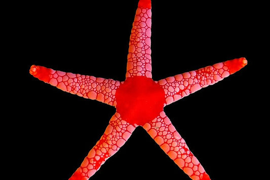Red Necklace Starfish (INVERT)