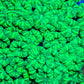 Neon Green Candy Cane - Royal Reef