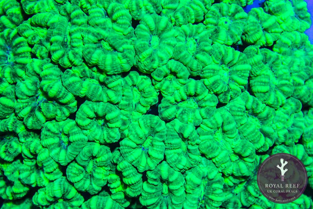 Neon Green Candy Cane - Royal Reef