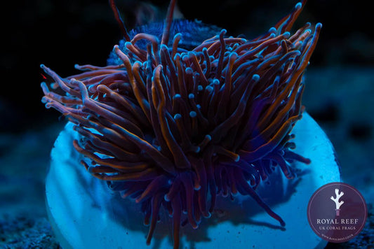 NY Knicks Gold Torch Coral - Royal Reef