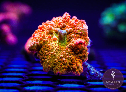 Orange Jawbreaker Discosoma (Single Leaf) - Royal Reef