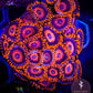 Orange Oxide Zoa 3+ Heads - Royal Reef