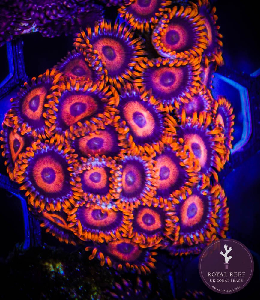 Orange Oxide Zoa 3+ Heads - Royal Reef