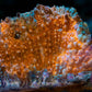 Orange Symphyllia WYSIWYG - Royal Reef