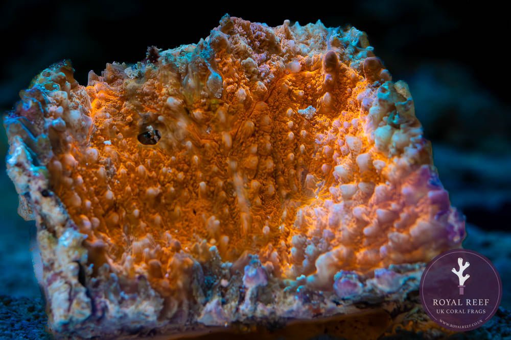 Orange Symphyllia WYSIWYG - Royal Reef