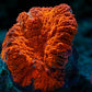 Orange Symphyllia WYSIWYG - Royal Reef