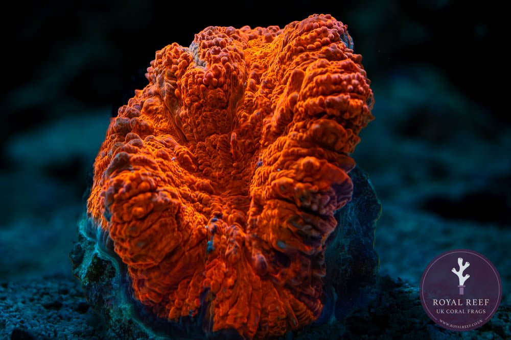 Orange Symphyllia WYSIWYG - Royal Reef