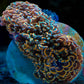 Orange/Pink Walling Hammer (1) - Royal Reef