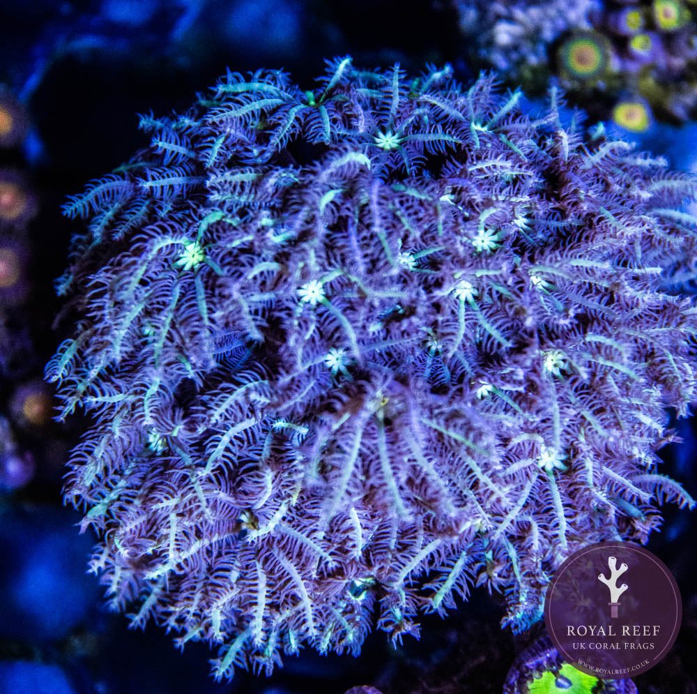 Organ Pipe Coral - Royal Reef