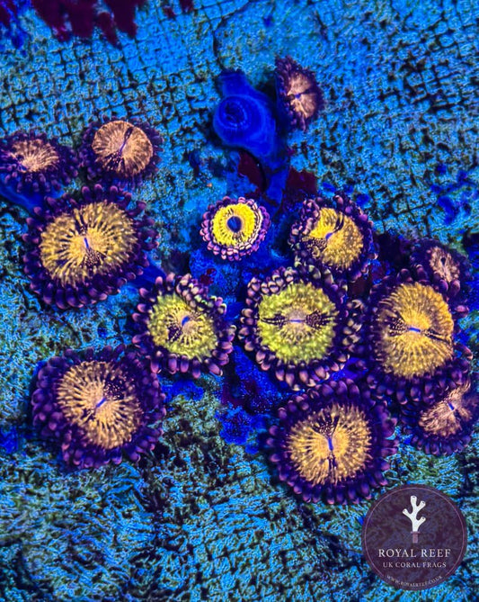 Pandora Zoa 3+ Heads - Royal Reef