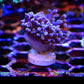 Pink Branching Frogspawn - Royal Reef