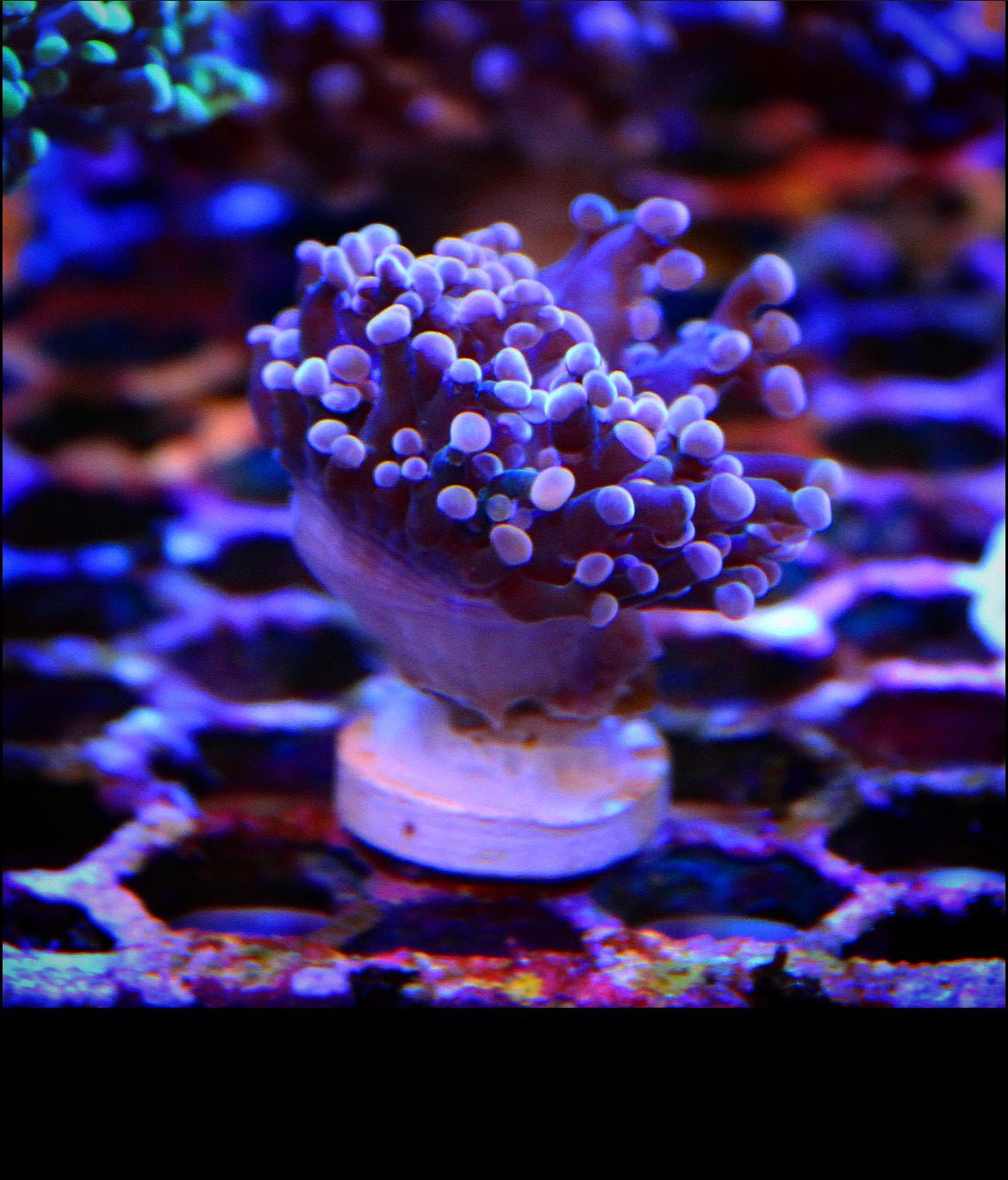 Pink Branching Frogspawn - Royal Reef