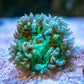 Pink Tip Elegance Coral - Royal Reef