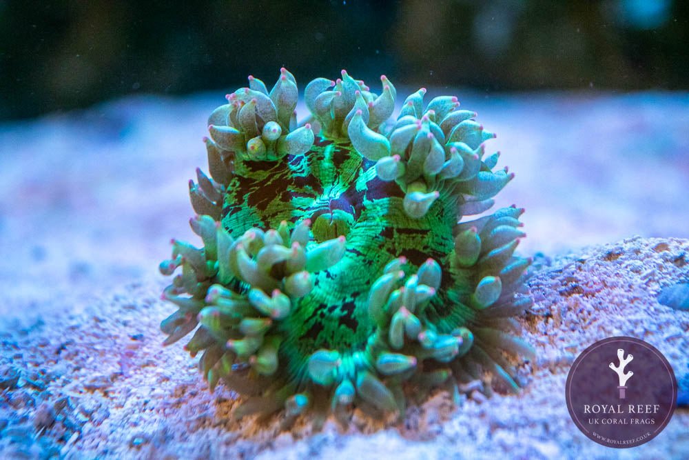 Pink Tip Elegance Coral - Royal Reef