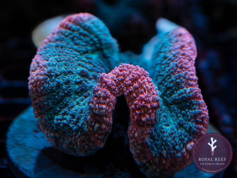 Pink/Green Rainbow Lobophyllia Brain Coral WYSIWYG (1) - Royal Reef