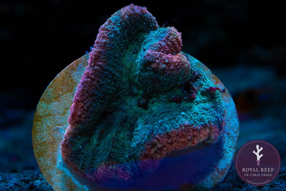 Pink/Green Rainbow Lobophyllia Brain Coral WYSIWYG (1) - Royal Reef