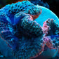 Pink/Green Rainbow Lobophyllia Brain Coral WYSIWYG (2) - Royal Reef