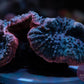 Pink/Green Rainbow Lobophyllia Brain Coral WYSIWYG (2) - Royal Reef