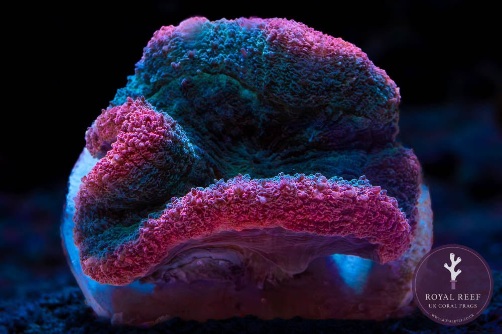 Pink/Green Rainbow Lobophyllia Brain Coral WYSIWYG (3) - Royal Reef