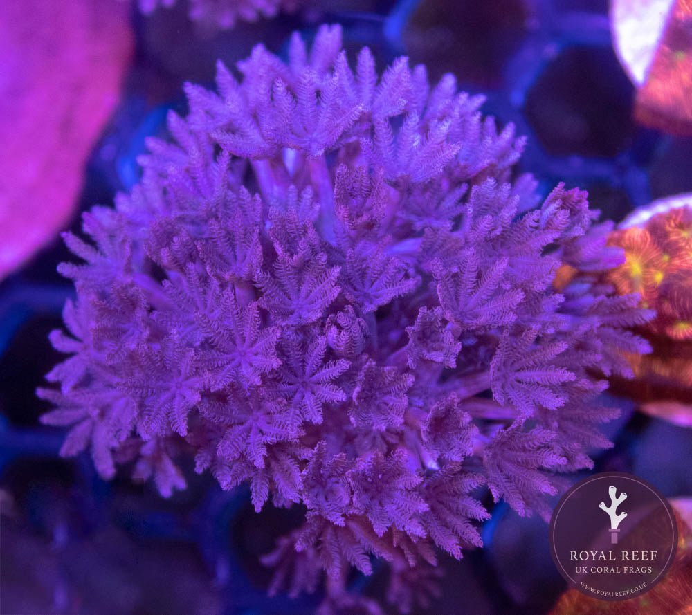 Pulsing Xenia - Royal Reef