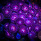 Purple Bees Zoa 3+ Heads - Royal Reef