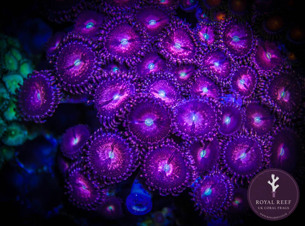 Purple Bees Zoa 3+ Heads - Royal Reef