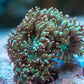 Purple Tip Elegance Coral - Royal Reef