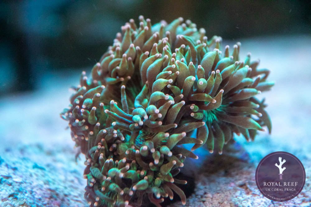 Purple Tip Elegance Coral - Royal Reef