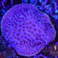 Purple Turbinaria Coral (Yellow Rim) - Royal Reef