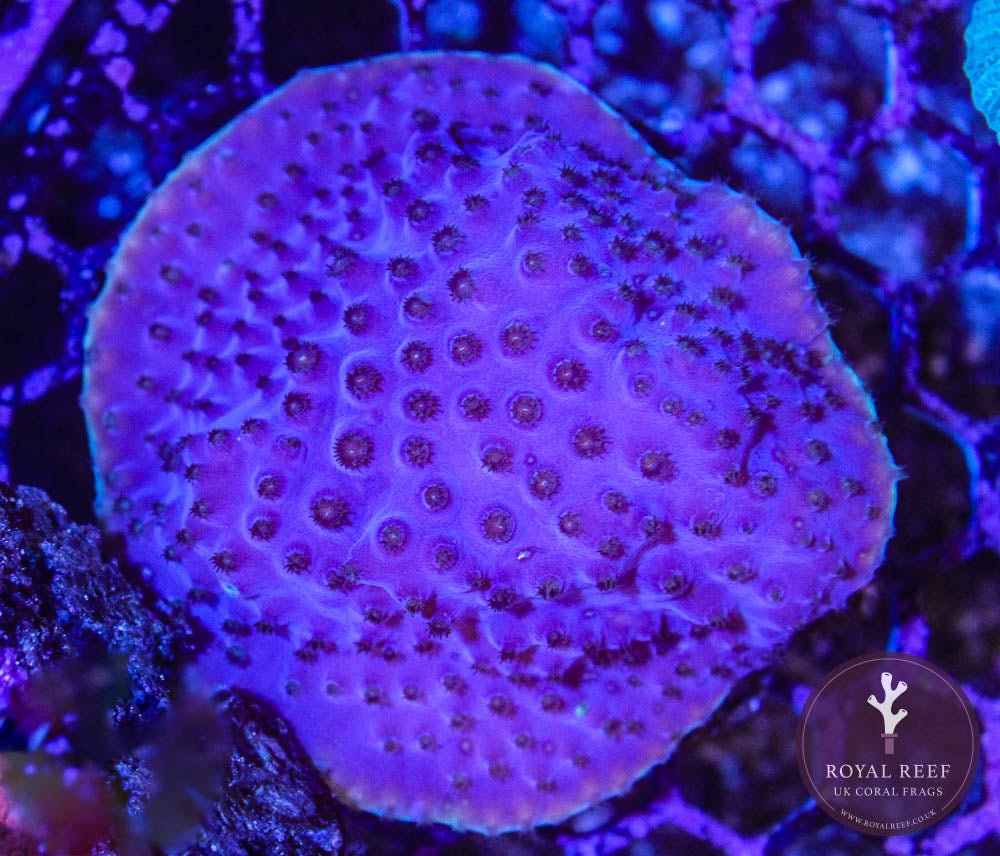 Purple Turbinaria Coral (Yellow Rim) - Royal Reef