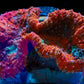 Rainbow Lobophyllia Brain Coral WYSIWYG - Royal Reef
