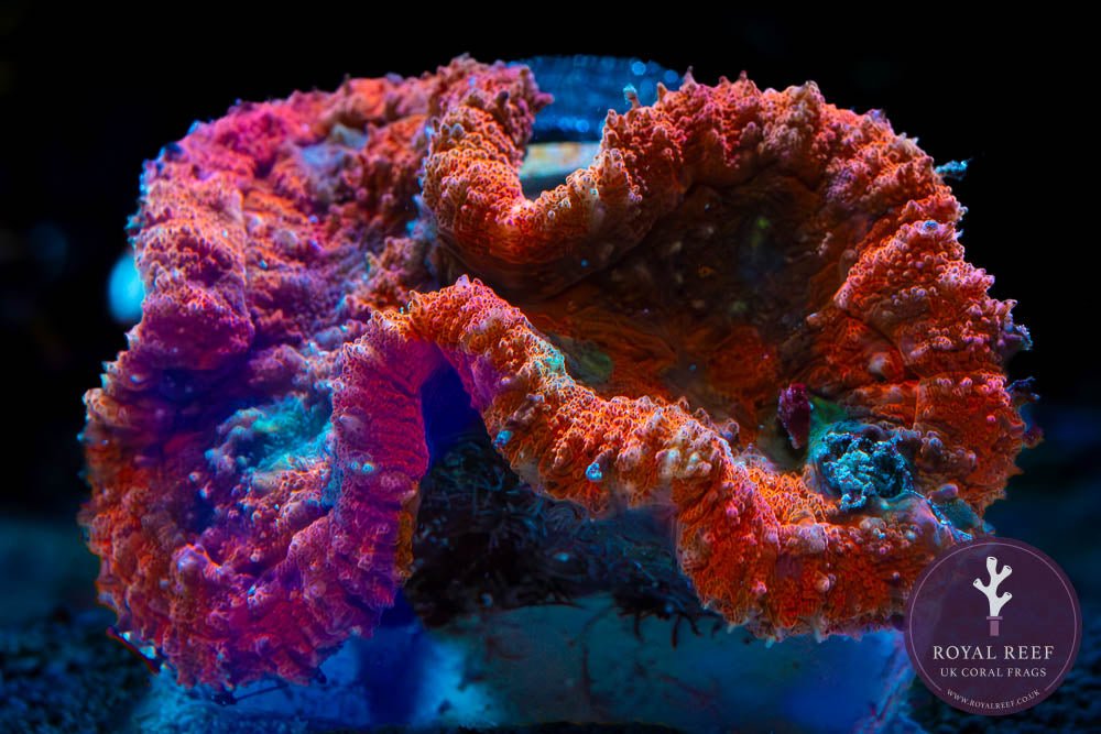 Rainbow Lobophyllia Brain Coral WYSIWYG - Royal Reef