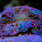 Rainbow LPS plate WYSIWYG - Royal Reef