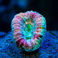 Rainbow Trachyphillia WYSIWYG - Royal Reef